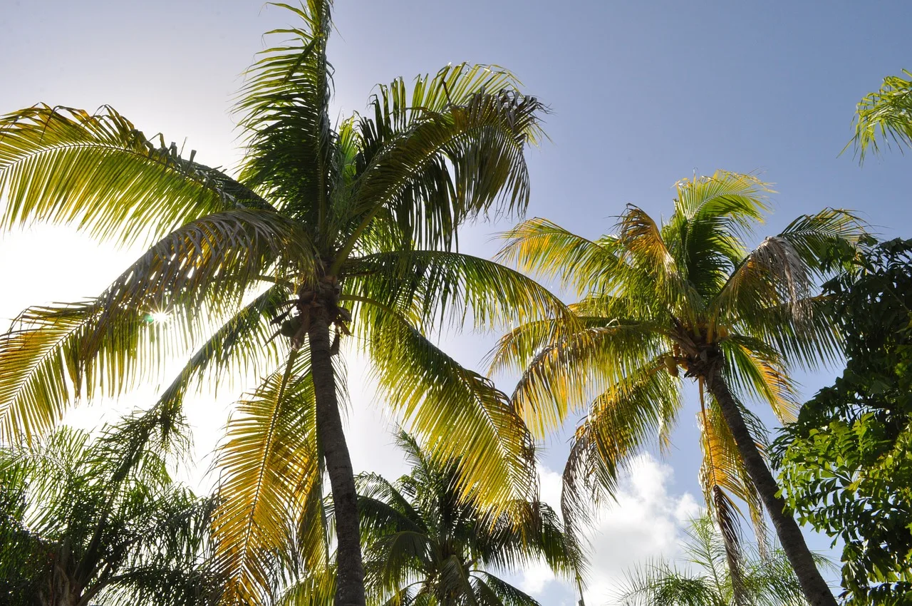 À la découverte de Saint-Barthélemy