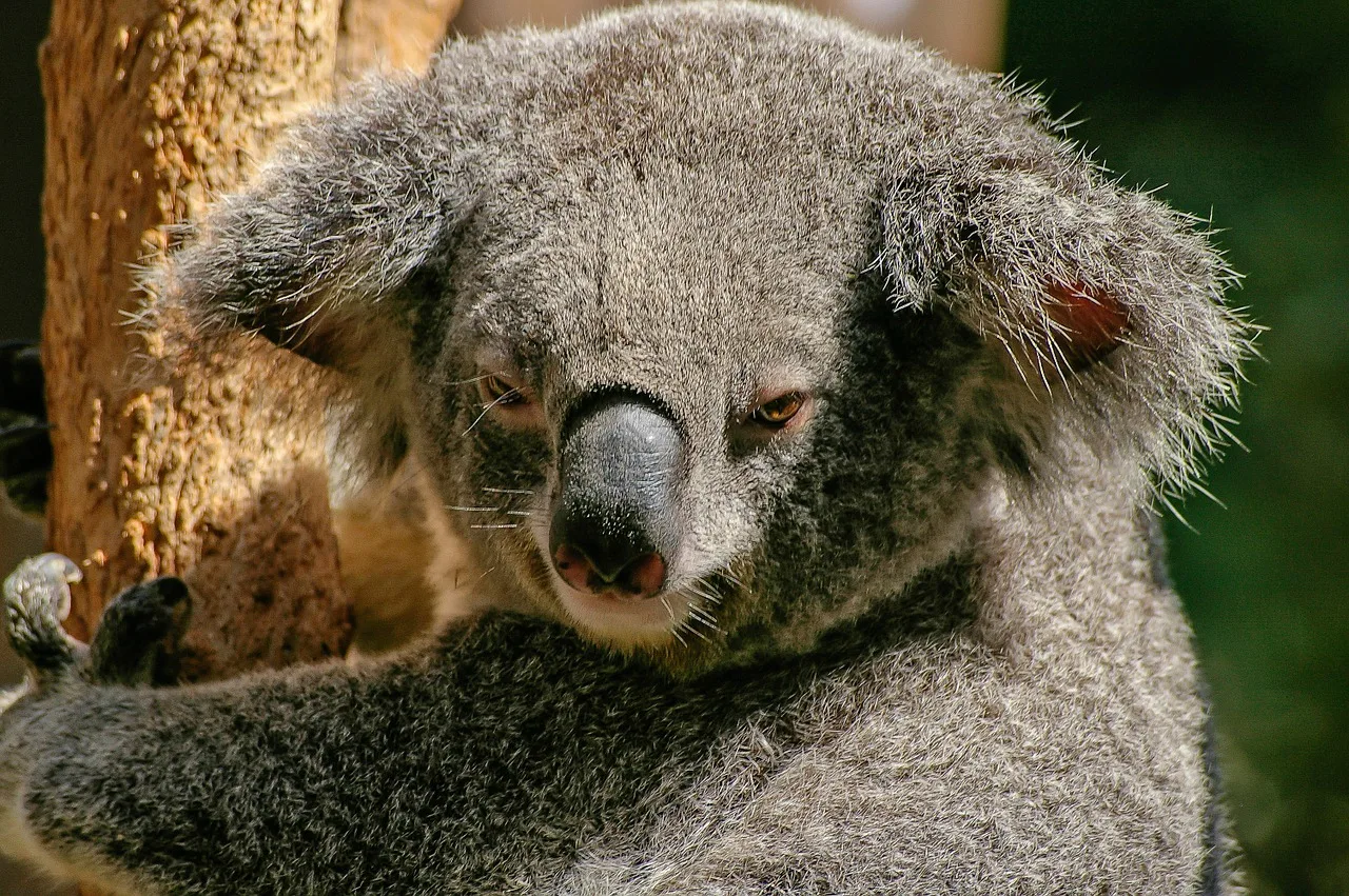 Billets d’avion pour l’Australie