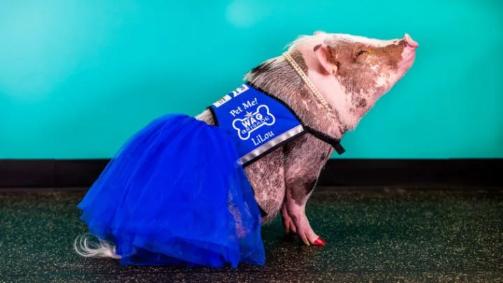 Peur en avion ? Lilou est là pour vous rassurer !