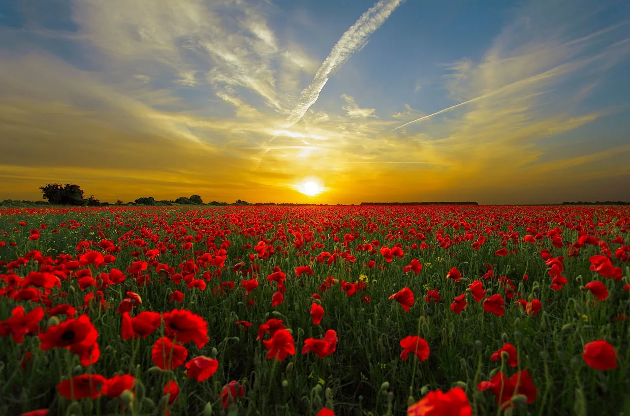 un coucher de soleil sur une prairie